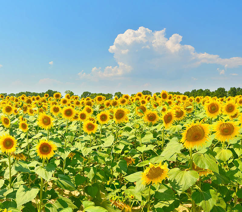 Field of sunflowers