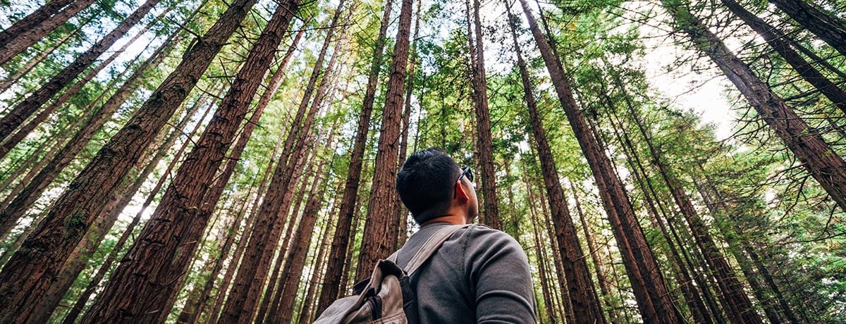 Man looking at trees