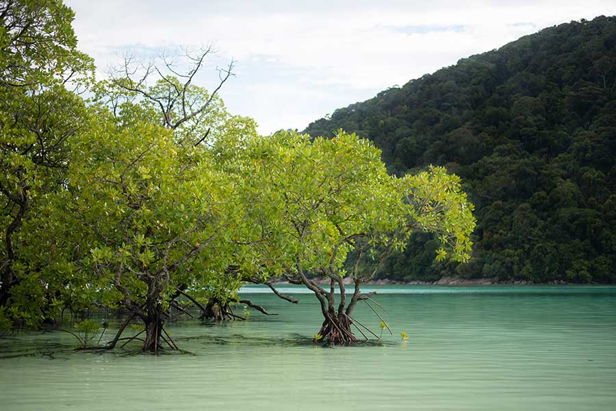 Image of Vietnam's landscape