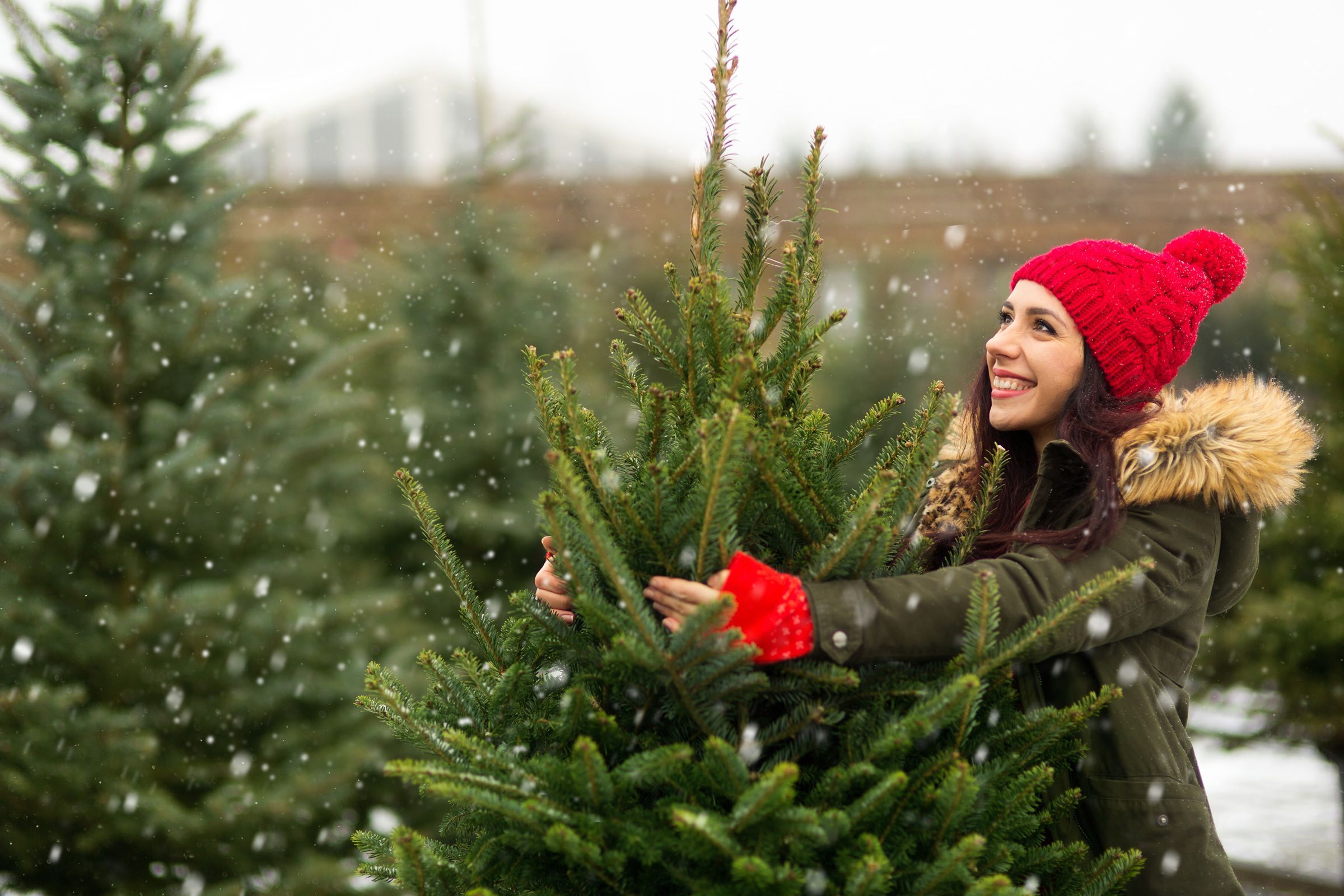 Lady choosing Christmas tree