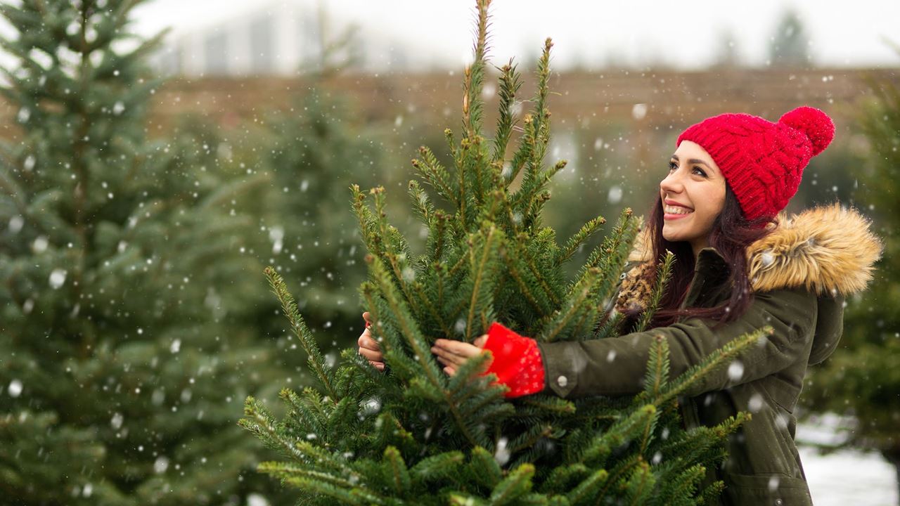 Lady choosing Christmas tree