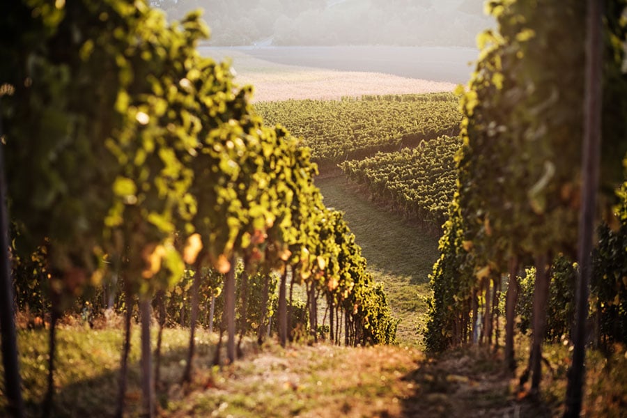 photo at dawn of french vineyard