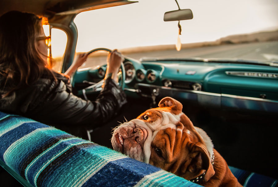 english bulldog looking back at camera while sitting in a car next to driver