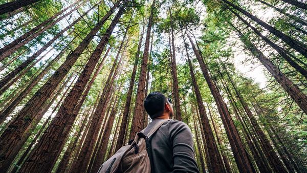 Man in the forest looking up at tall trees