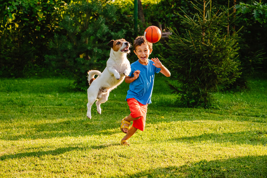 action shot of jack russel dog jumping for ball while young boy smiles gleefully in background